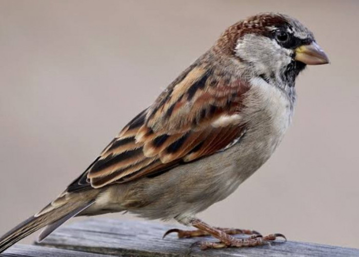 5 Alasan Mengapa Burung Gereja Tidak Disarankan Untuk Dipelihara, Ternyata Karena Hal ini