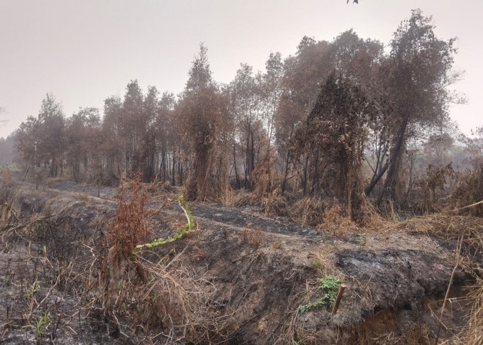 Hutan Sematang Borang Terbakar