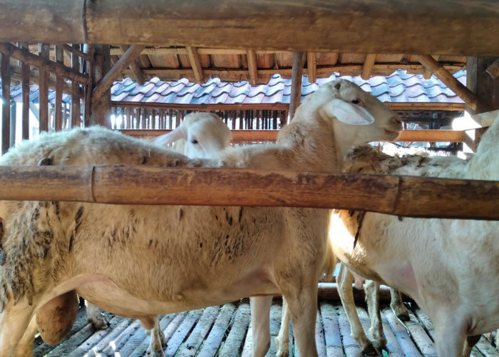 Begini Cara Memilih Hewan Kurban Menurut Syariat Islam Biar Ibadah Sah dan Mendapat Pahala