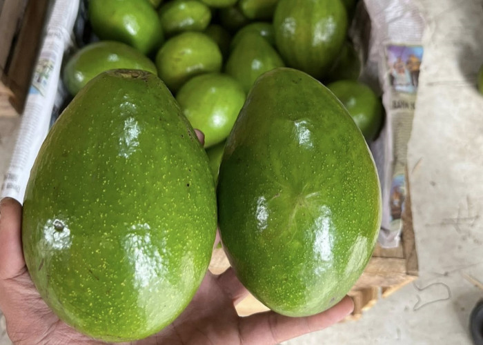 Manfaat Konsumsi Buah Alpukat Saat Sahur, Dijamin Perut Kenyang hingga Magrib