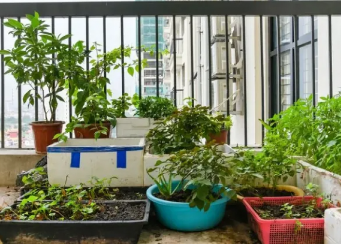 Berkebun di Rumah Perkotaan: Gaya Hidup Hijau di Tengah Hiruk Pikuk Kota yang Semakin Populer