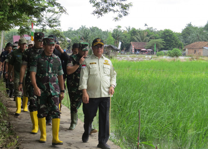 TNI dan Pemda OKI Bersatu Padu Genjot Produksi Padi,  Tingkatkan Kesejahteraan Petani Melalui Program Opla