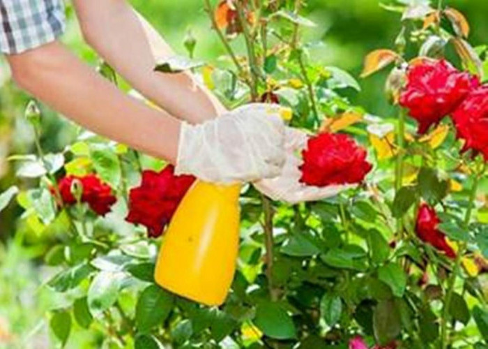 Ingin Tanaman Bunga Mawar Tumbuh Subur, Berikut 5 Tips yang Anda Harus Coba 