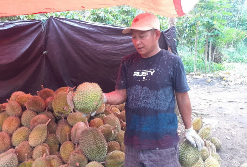 Puncak Musim Durian di Lubuklinggau Diperkiralan Awal Agustus