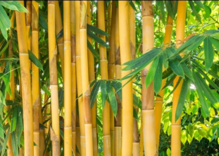 Daun dan Rebung Bambu Kuning Dipercaya Berkhasiat untuk Penyakit Kuning, Begini Cara Mengolahnya
