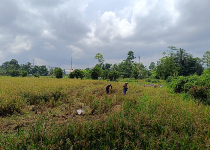 Sawah Lebak Kayuagung Mulai Panen, Hasilkan 400 Kaleng Padi