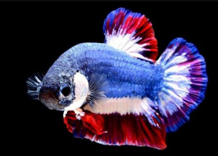 Woww! Ini  7 Jenis Ikan Cupang Termahal Didunia, Nomor 5 Sangat Fantastis