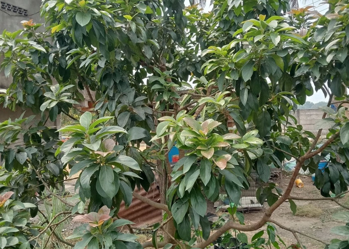 Cara Memangkas (Purning) Pohon Alpukat: Teknik dan Tips Agar Berbuah Lebat