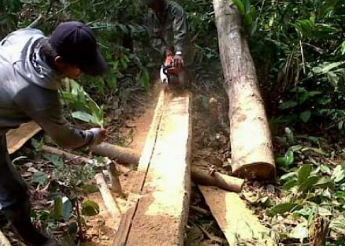 Taman Nasional Kerinci Seblat 60 Persen Sudah Beralih Fungsi, TNKS Jadi Sasaran Empuk Pelaku Illegal Logging