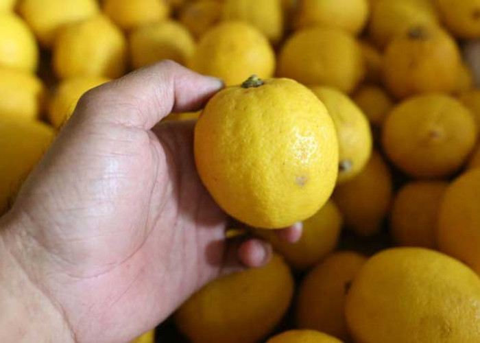 Ini Manfaat Mengonsumsi Lemon, Mencegah Kondisi Anemia