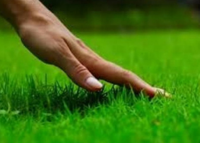 Panduan Merawat Rumput Taman Saat Musim Pancaroba agar Tetap Hijau, Tidak Menguning dan Kering