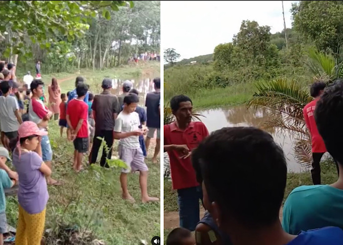 ALAMAK, Ayam Peliharaan Buat Lebaran Disikat Buaya, Warga Pampangan OKI Resah, Jangan Sampai Menyasar Manusia 