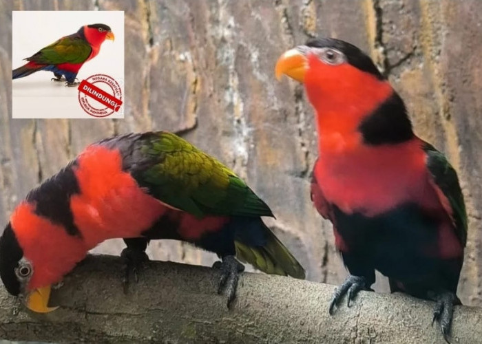 Kodaeral XIV Gagalkan Penyelundupan 16 Burung Kasturi Kepala Hitam, Harga di Pasar Gelap Tembus Rp50 Juta/Ekor