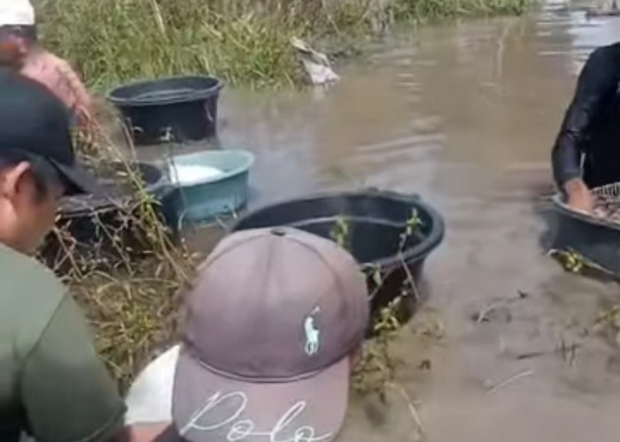 Warga Batu Ampar SP Padang OKI Berburu Emas di Rawa, Viral di Medsos