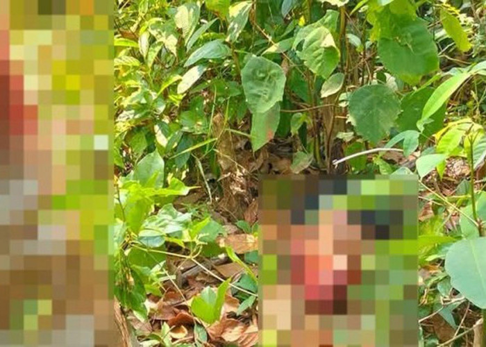 Kejam, Pelaku Pencurian Sawit di Muba Dimutilasi