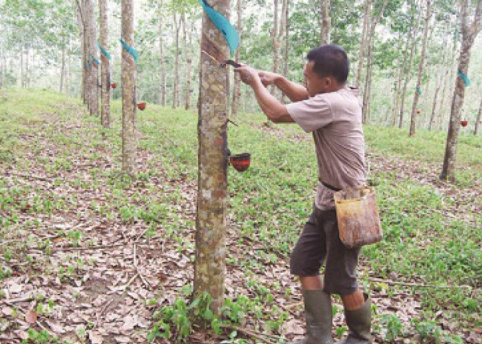 Harga Karet Tembus Rp33.186/Kg, Petani OKI Sumringah