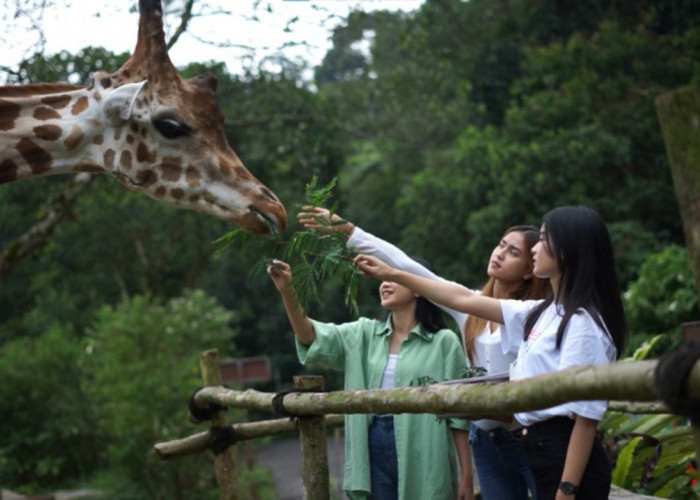 Buruan Serbu Promo Safari Bersama Pahlawan, Tiket Taman Safari Bogor Hanya Rp180 Ribu!