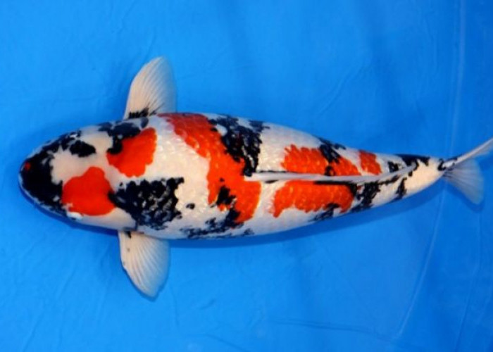 Luar Biasa! Ini 5 Jenis Ikan Koi Termahal Didunia, Nomor 1 Sangat Fantastis