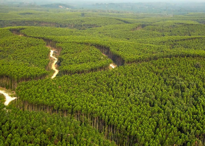 Sinarmas Forestry Buka Lowongan Kerja, Berikut Syarat dan Cara Mendaftar 