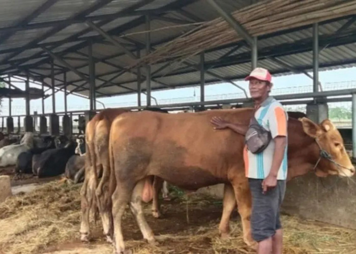 Harga Sapi dan Kambing Kurban 2026 Merangkak Naik Menjelang Iduladha