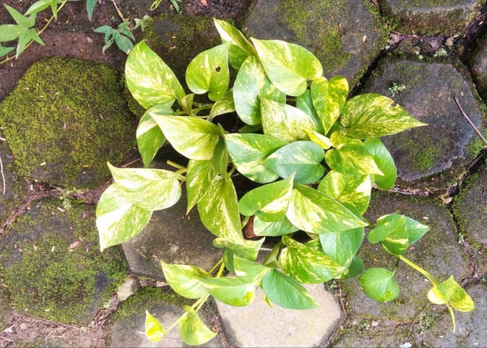  5 Tanaman Hias Ampuh Saring Udara Bikin Ruangan Segar Bebas Polusi