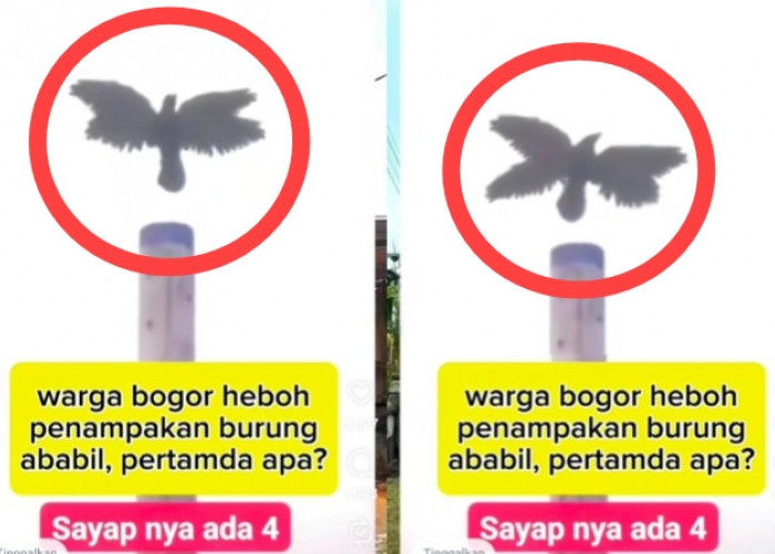 Warga Bogor Dihebohkan Video Penampakan Burung Ababil, Netizen Ramai: Pertanda Apa?
