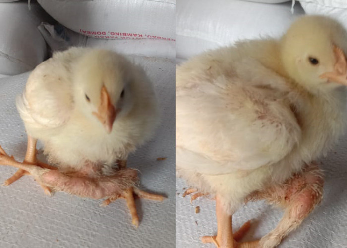 Pelihara Ayam Ini Rezekimu Akan melimpah Ruah, Aneh Ada Ayam Berkaki Empat