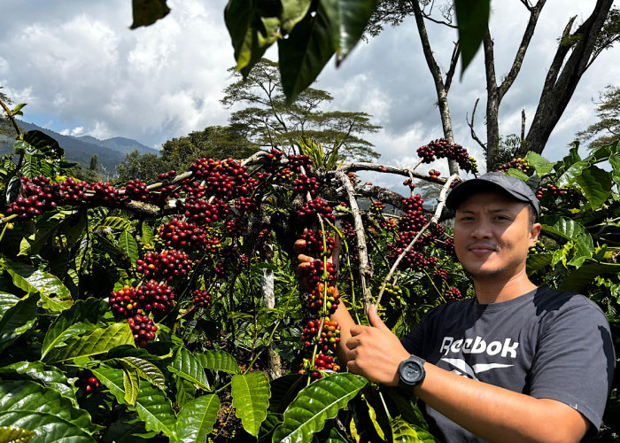 Dari 308 Peserta, Kopi Robusta Lahat Tembus Lima Besar Nasional di Kontes Kopi Spesialti Indonesia 2025