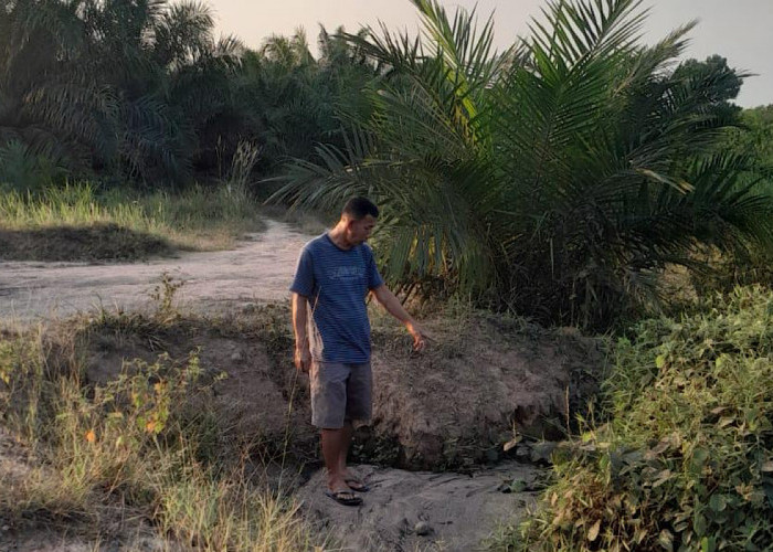 Limbah RMKO Diduga Cemari Kebun Warga Akibatkan 35 Batang Sawit Mati, Pihak PT Kasih Tanggapan Singkat?   