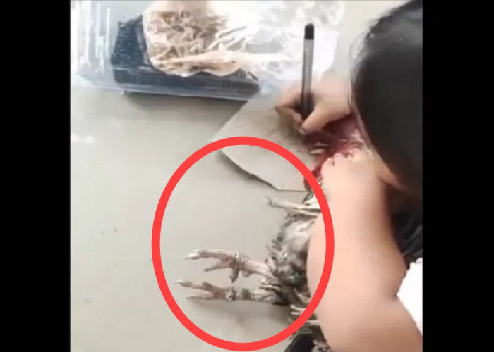 Kocak Banget, Video Bocil Ini Menggambar Ayam Dengan Menjiplak Ayam Asli