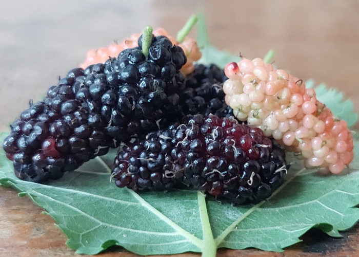 Jarang Dikonsumsi, Ini 8 Manfaat Buah Mulberry untuk Kesehatan, dari Gula Darah hingga Jantung