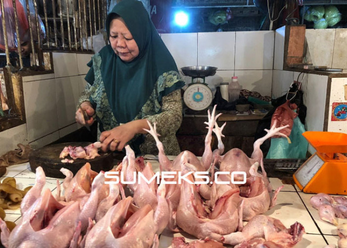 Harga Ayam-Cabai di Palembang Turun, Pedagang Semringah
