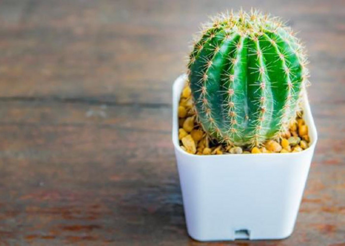 5 Tanaman Hias Tahan Kemarau, Tetap Segar Meski Jarang Disiram