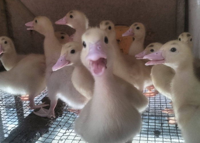 Cara Ternak Bebek dari Memilih Bibit hingga Panen, Cocok untuk Korban PHK