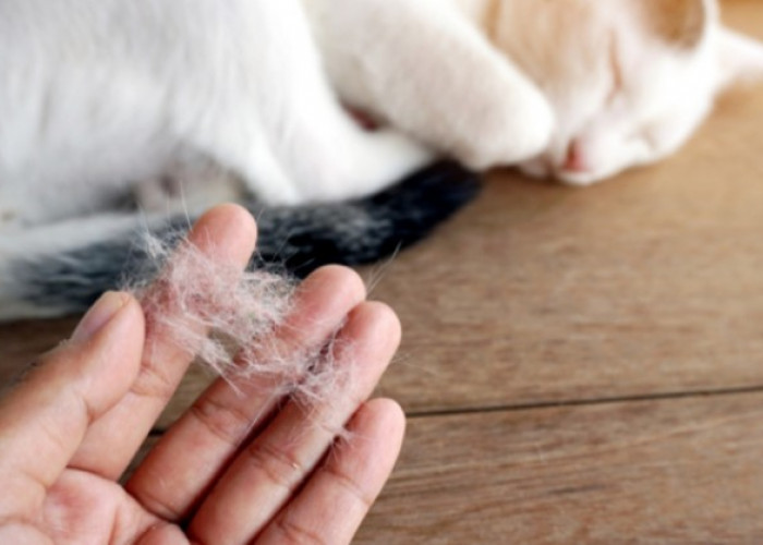 8 Tips Merawat Kucing Ras agar Bulu Tidak Rontok Parah Saat Musim Kemarau
