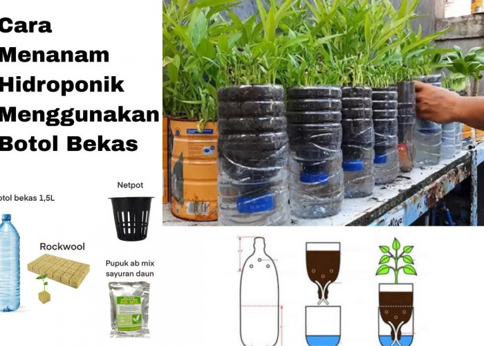 Cara Menanam Hidroponik Menggunakan Botol Air Mineral Bekas, Praktis dan Ramah Lingkungan