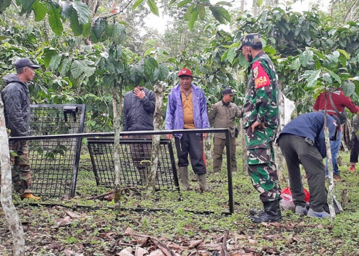 Teror Beruang Madu Berlanjut ke Dusun Bumi Agung, Box Trap Dipindah