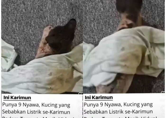 Kucing Penyebab Listrik Padam Total di Karimun Ternyata Masih Hidup, Mitos 9 Nyawa Nyata?