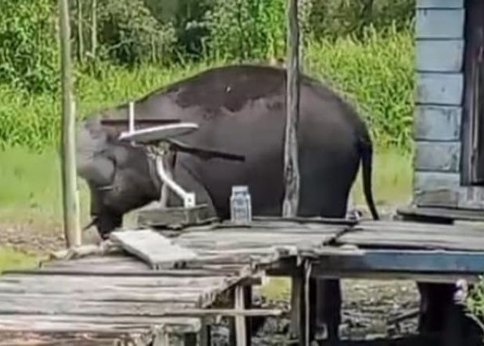 Kawanan Gajah Liar Masuk Pemukiman Warga Desa Simpang Tiga Sakti Kabupaten OKI