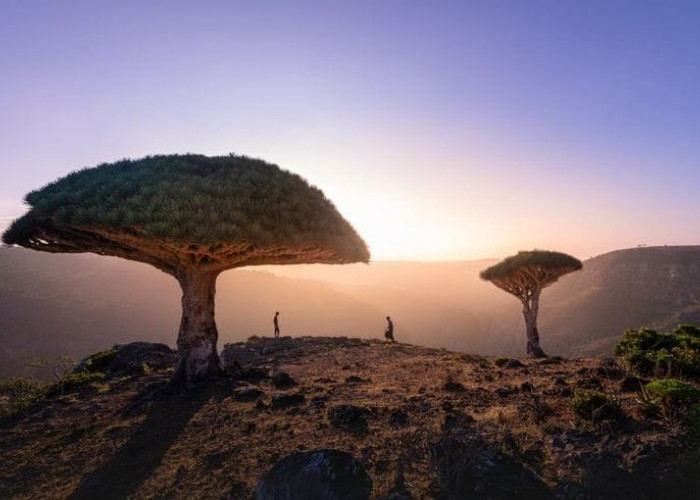 Flora dan Fauna di Pulau Socotra, Salah Satu Pulau Paling Terisolasi di Bumi