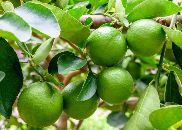 Cara Menanam Jeruk Nipis dan Lemon di Pot, 6 Bulan Sudah Berbuah Lebat