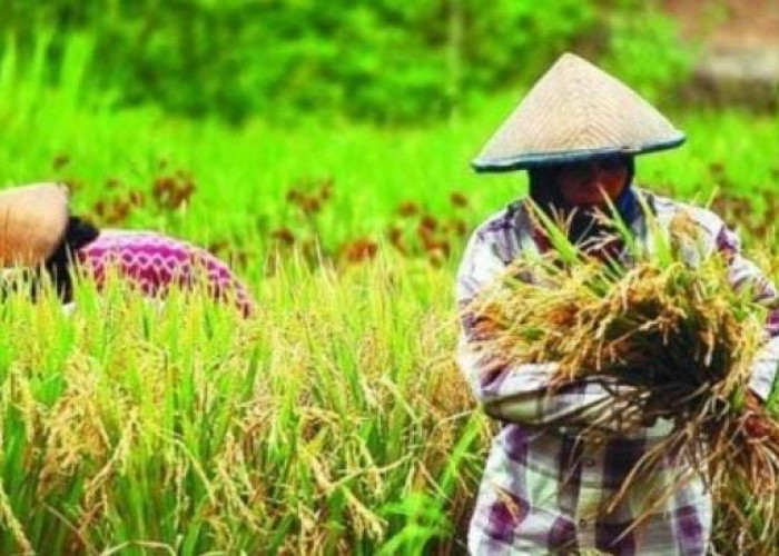 4 Kabupaten dan Kota di Sumatera Selatan Masuk Kategori IKP Sangat Tahan