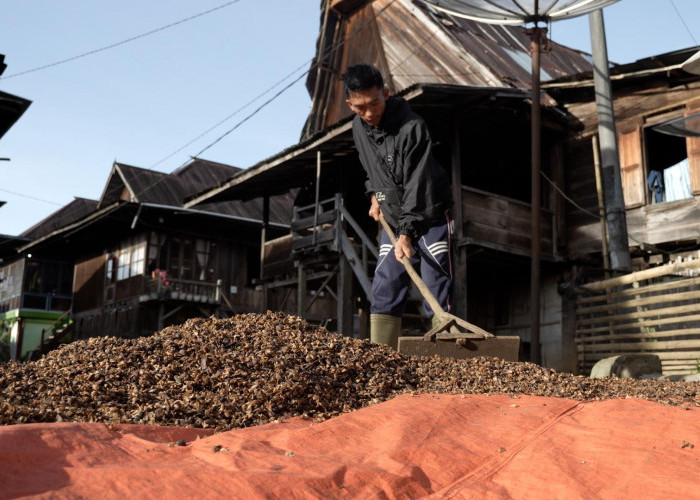 Kopi Tebat Benawa Pusri, Tumbuhkan Harapan Petani di Gunung Dempo