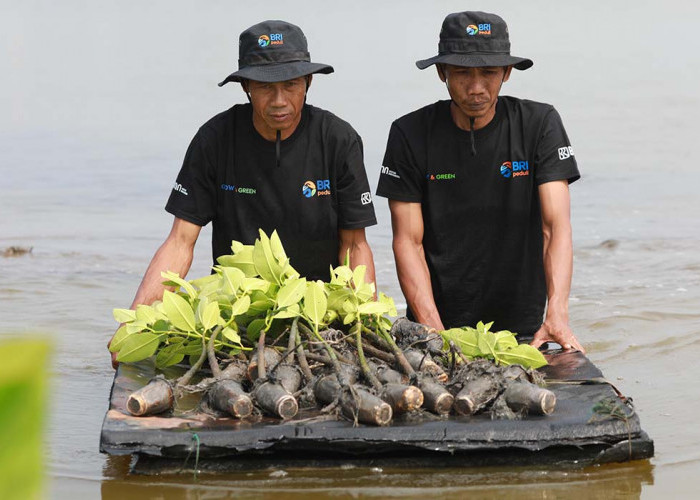 Upaya Nyata Menyelamatkan Lahan Kritis Akibat Abrasi, BRI Salurkan Ribuan Bibit Mangrove Kelompok Tani