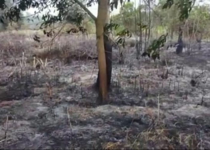 Tempo Sebulan di Tahun 2023, Lebih 5 Hektare Lahan Tak Bertuan di Ogan Ilir Terbakar, Satgas Waspada
