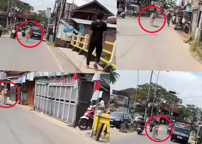 HEBOH, Sapi Kurban di Palembang Lepas Lagi, Seruduk Warga Menuju Jembatan Musi IV Palembang 