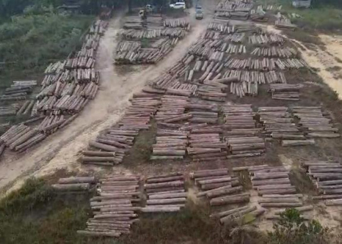 Polda Sumsel Amankan 700 Log Kayu Berbagai Jenis dari Tempat Pembalakan Liar di Muba