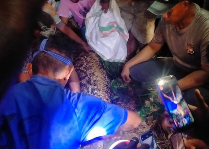 Ular Piton 7 Meter Telan Warga di Kepulauan Sula