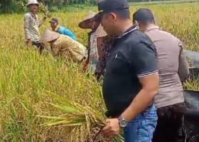 Jaga Ketahanan Pangan, Personel Polsek Tanjung Lubuk Bantu Petani Panen Padi 