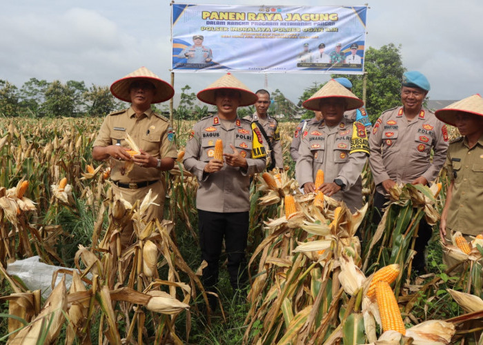 Kapolres Ogan Ilir Panen Raya Jagung di Desa Lorok, Dukung Program Ketahanan Pangan Nasional